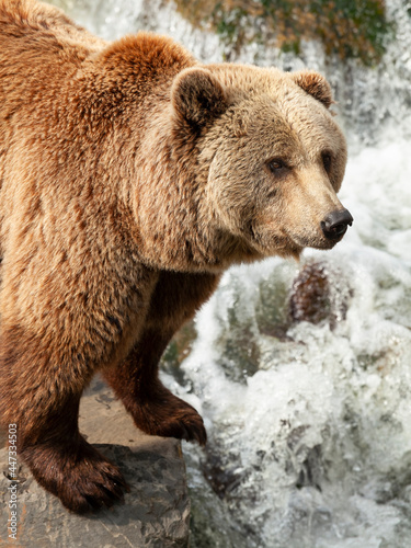 Brown bear at a waterfall