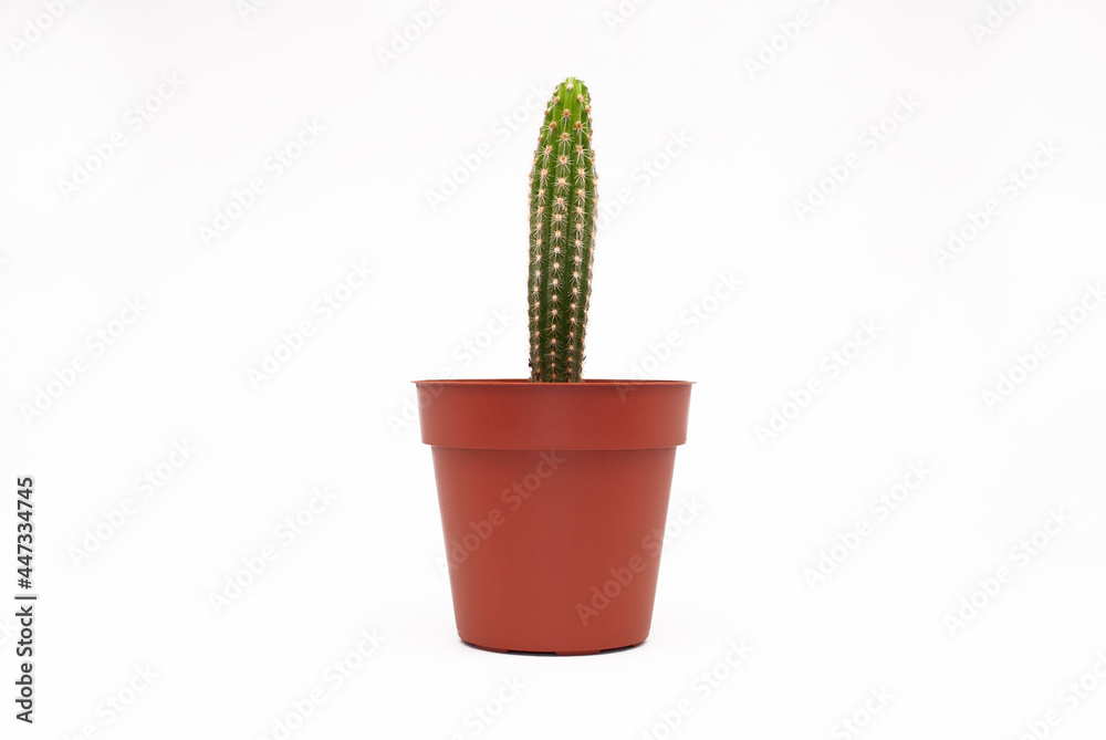 green small cactus on white background green small cactus on white background