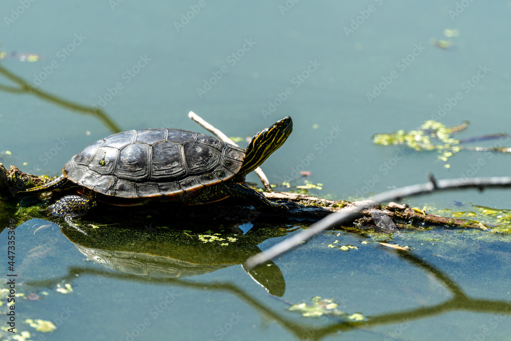 Obraz premium turtle in the pond
