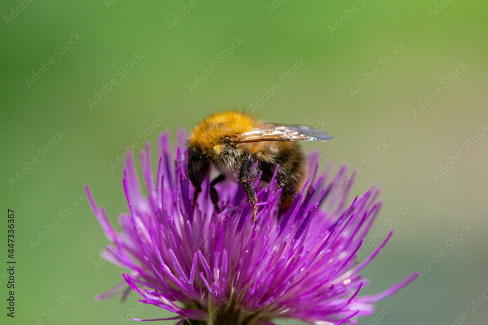 Bombus pascuorum, the common carder bee, is a species of bumblebee present in most of Europe Bombus pascuorum, the common carder bee, is a species of bumblebee present in most of Europe