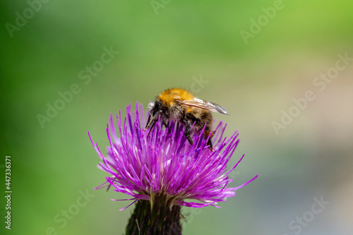 Bombus pascuorum, the common carder bee, is a species of bumblebee present in most of Europe © ihorhvozdetskiy
