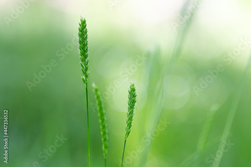 Cynosurus cristatus, the crested dog's-tail, is a short-lived perennial grass in the family Poaceae.