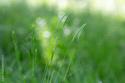 Cynosurus cristatus, the crested dog's-tail, is a short-lived perennial grass in the family Poaceae. photo