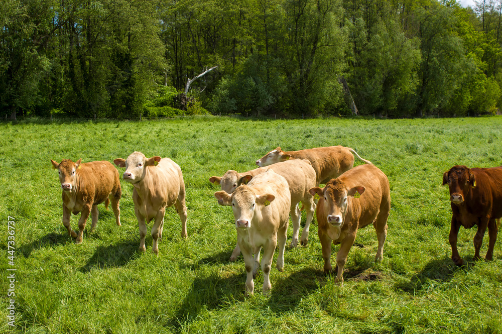 Cows grazing on a spring meadow in sunny day Cows grazing on a spring meadow in sunny day
