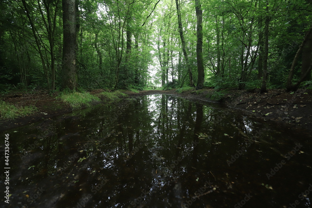 Obraz premium After heavy rain, a large puddle of water has formed in the forest.