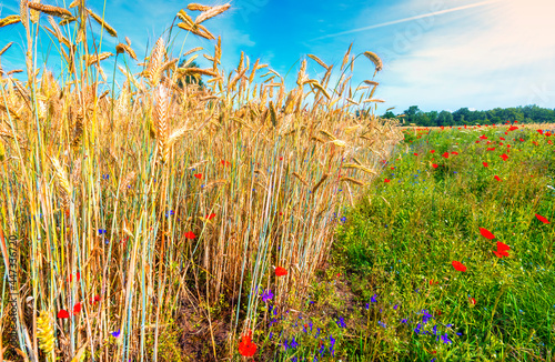 Wild  beautiful flowers in the field of ripening rye, Europe
