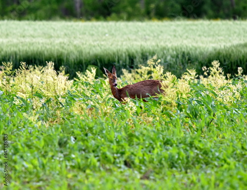 Sweet deer in wildlife.