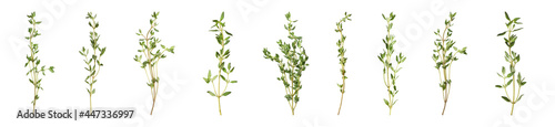 Set with aromatic thyme on white background. Banner design
