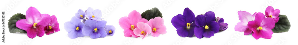 Set with beautiful violet flowers on white background. Banner design - obrazy, fototapety, plakaty 