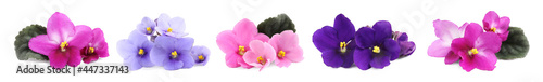 Set with beautiful violet flowers on white background. Banner design