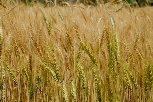 Harvesting season concept. Macro shot of golden wheat ears at large cultivation field in soft orange midday light. Background, close up, copy space for text.