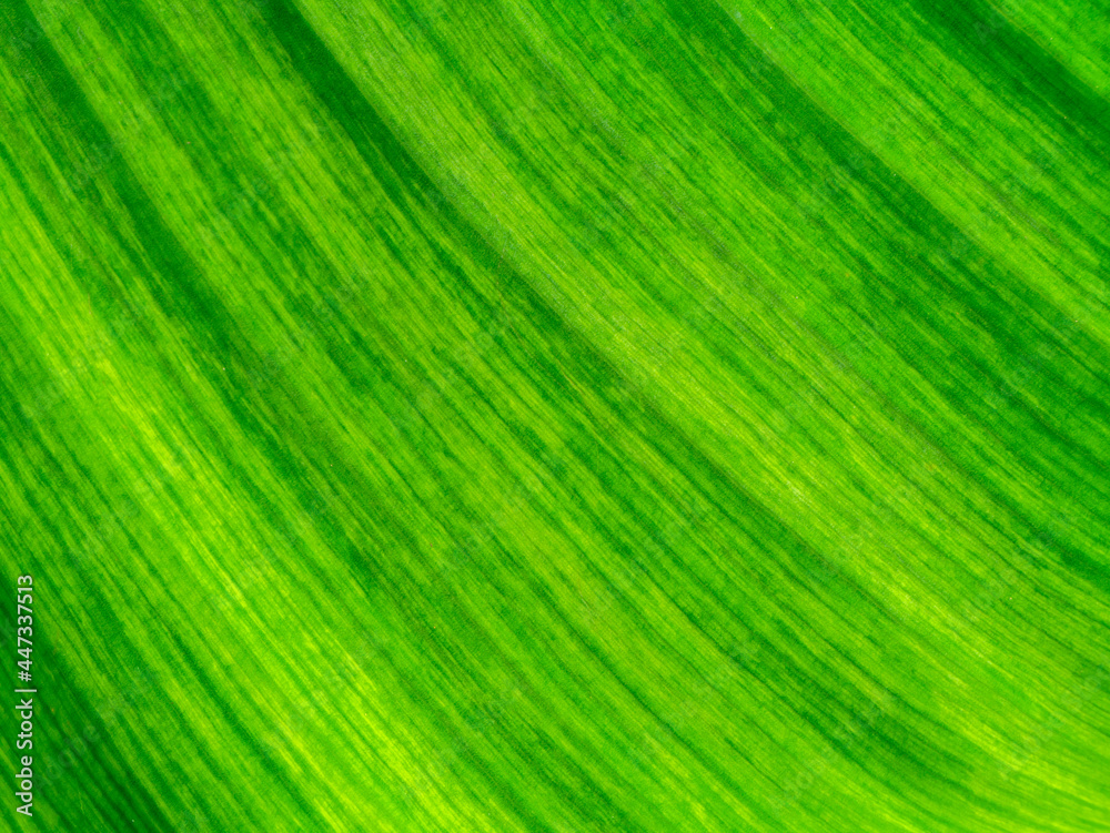 Close up the banana leaves of spotted plant background. Close up the banana leaves of spotted plant background.