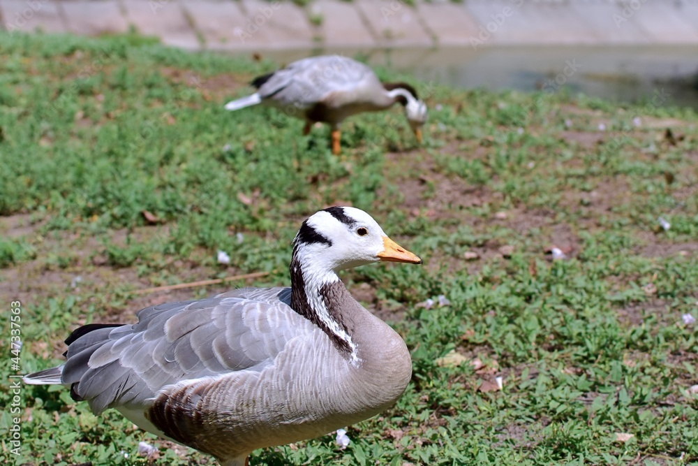 Major duck on background of green grass Major duck on background of green grass