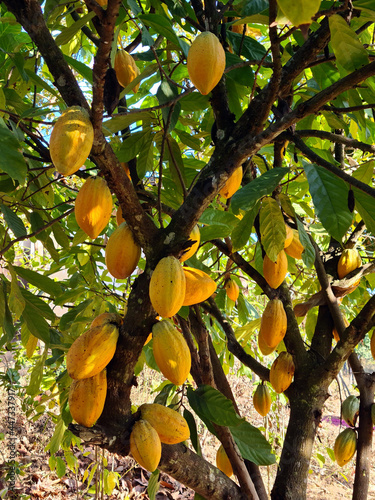 Cocoa fruit hanging on the tree