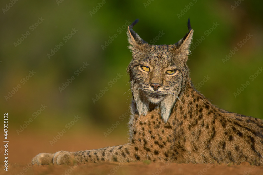 Obraz premium Lince Iberico