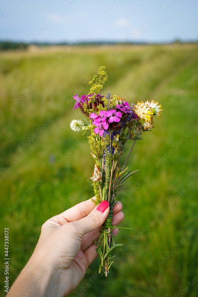 wildflowers bouqet in woman hand on summer field wildflowers bouqet in woman hand on summer field