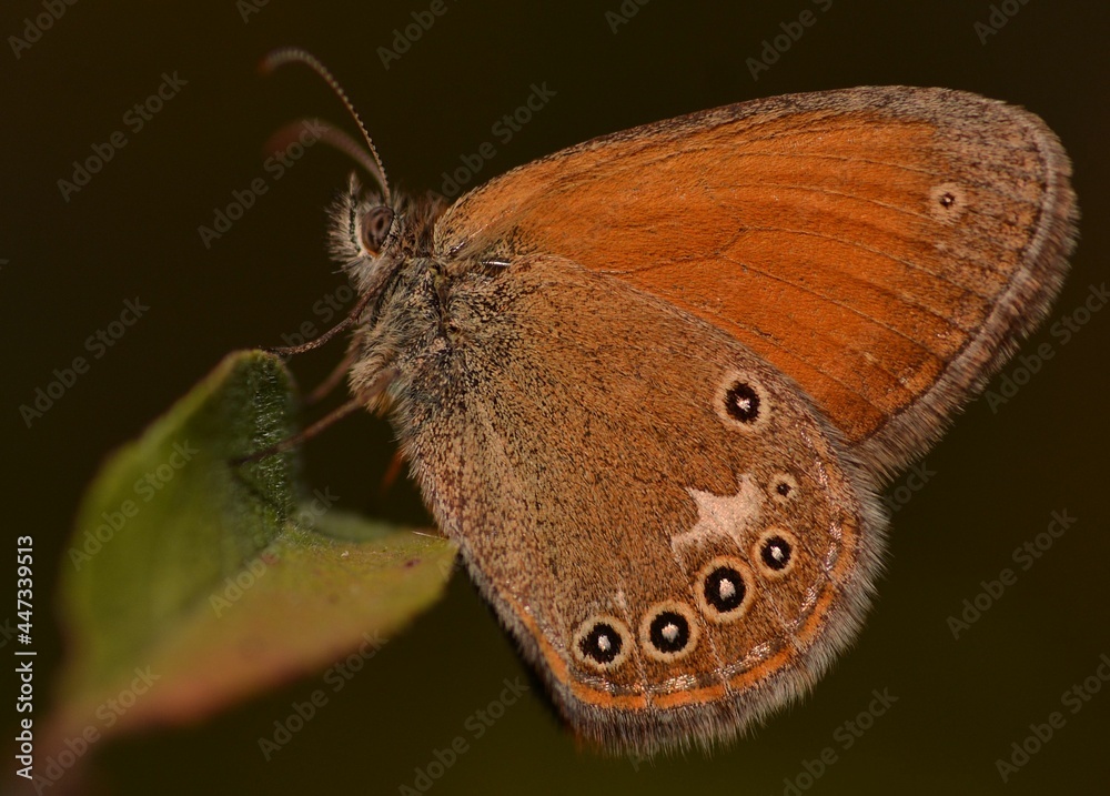 Obraz premium Coenonympha glycerion butterfly.