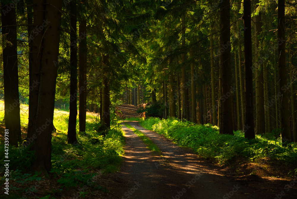 Fototapeta premium Thüringer Wald bei Struth-Helmersdorf