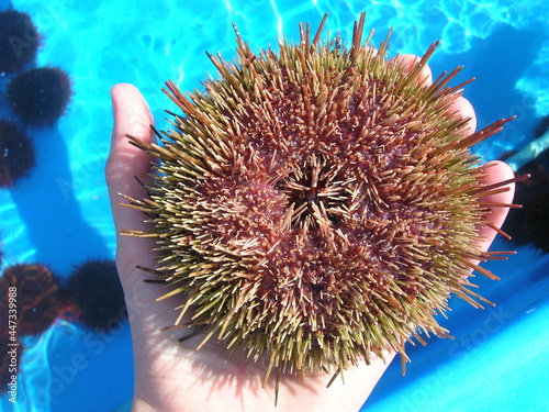 Holding an inverted, full grown,  chilean red sea urchin (Loxechinus albus) in my hand photo