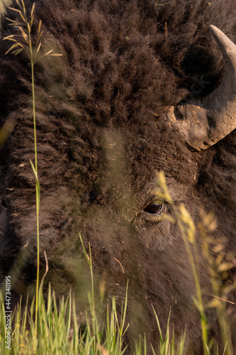 Yellowstone Bison / Buffalo portrait