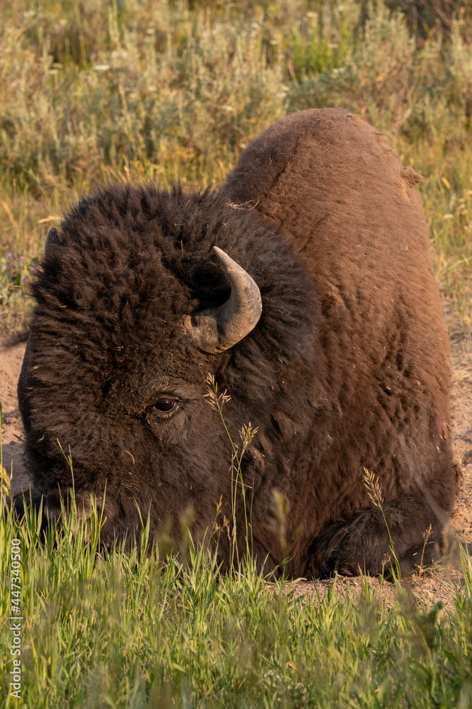 Yellowstone Bison / Buffalo shot in portrait relaxing in the park Yellowstone Bison / Buffalo shot in portrait relaxing in the park