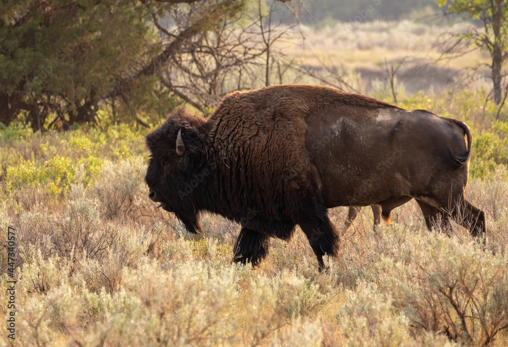 Yellowstone Bison / Buffalo Walking through the National Park
