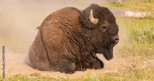 Yellowstone Bison / Buffalo Rolling in Dirt