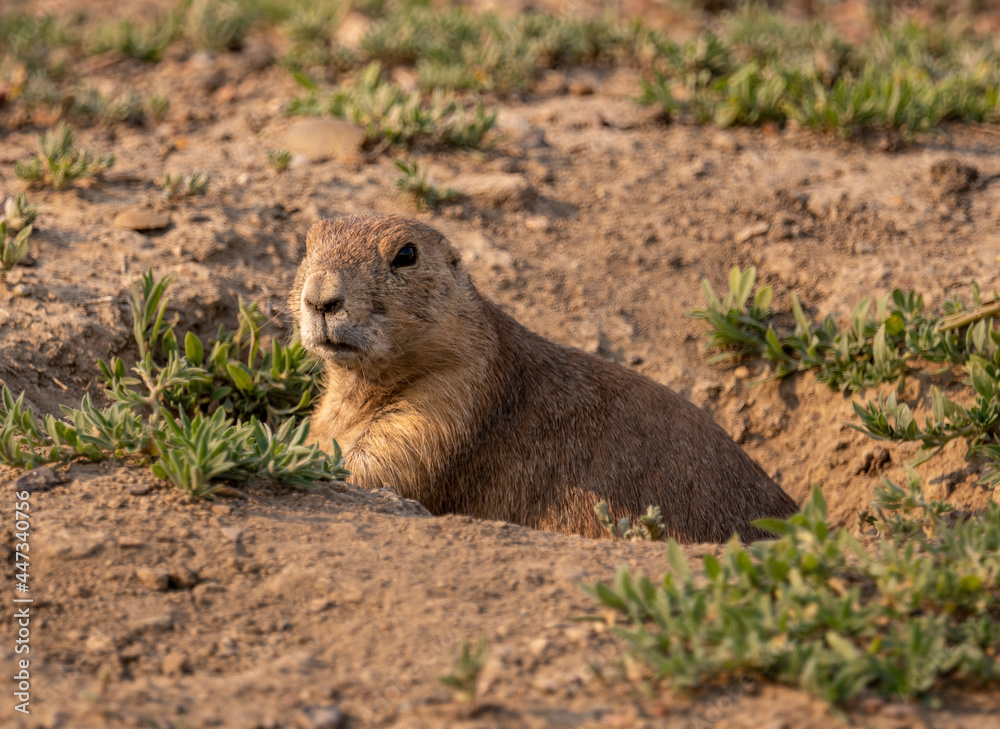 Prairie Dog laying in den during magic hour in Theodore Roosevelt National Park in North Dakota Prairie Dog laying in den during magic hour in Theodore Roosevelt National Park in North Dakota