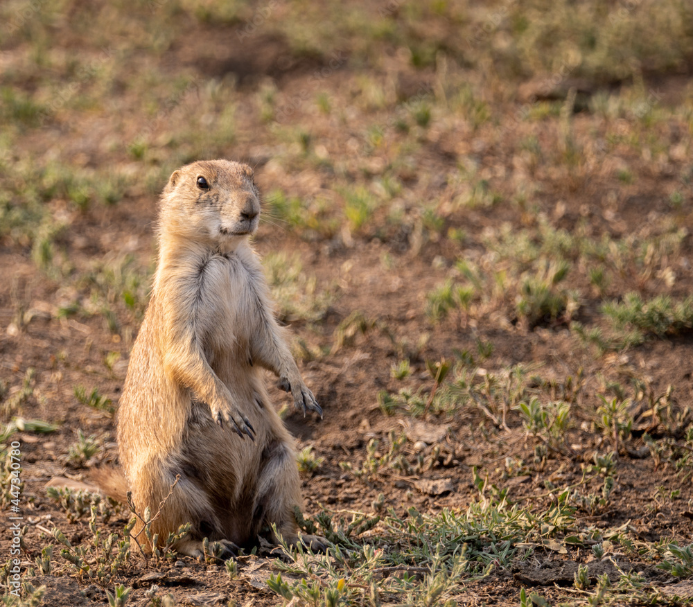 Prairie Dog looking up during magic hour in Theodore Roosevelt National Park in North Dakota Prairie Dog looking up during magic hour in Theodore Roosevelt National Park in North Dakota