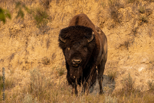 Yellowstone Bison / Buffalo Standing in a Field in Theodore Roosevelt National Park at Magic Hour photo