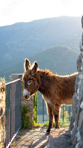 Burro en una montaña al atardecer photo