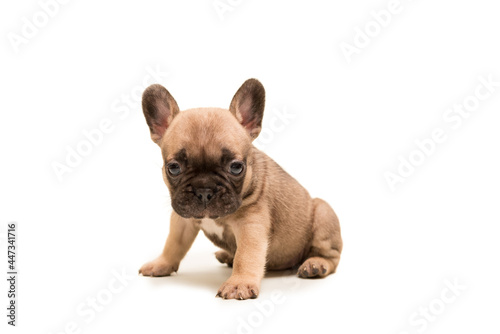 French Fawn Bulldog puppy against white background. Cute little puppy.