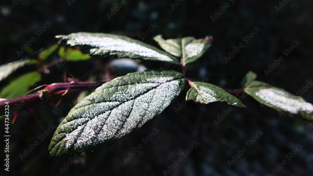 The frost on the leaves forms beautiful ice crystals The frost on the leaves forms beautiful ice crystals