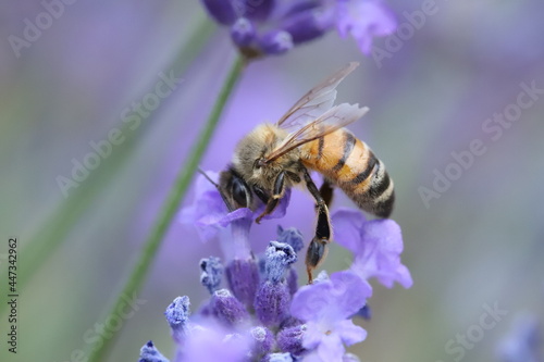 bee on a flower