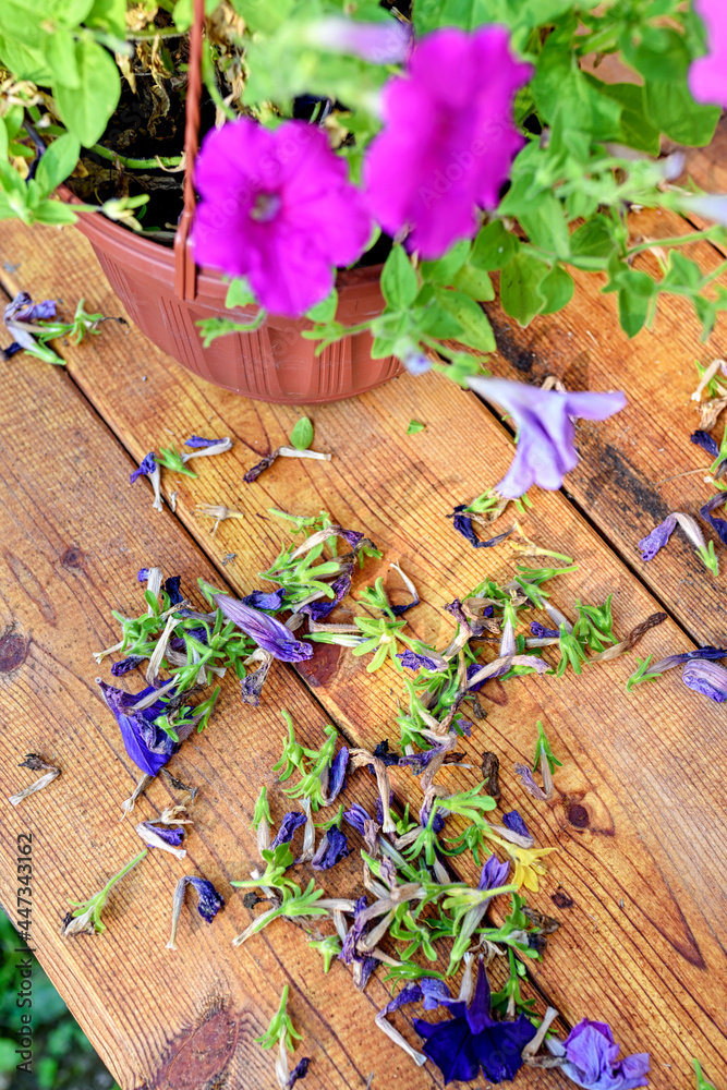 Pruning of old petunia or surfinia flowers. A wooden table with dried flowers.