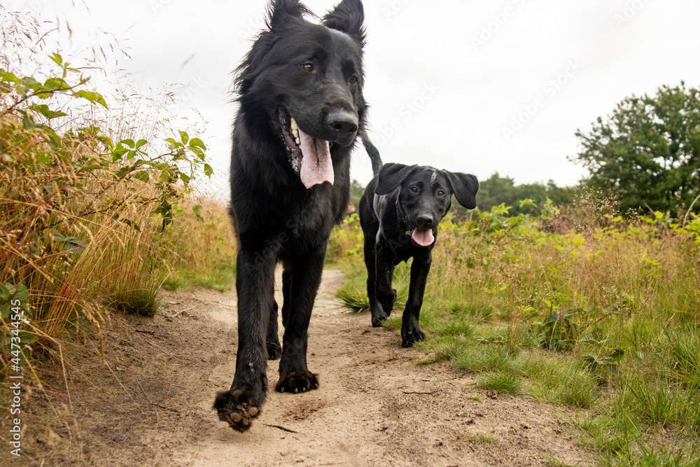 Herder en labrador pup