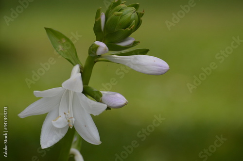 Hosta flower up close