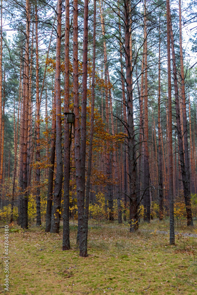 Fototapeta premium colorful scene in an autumn forest