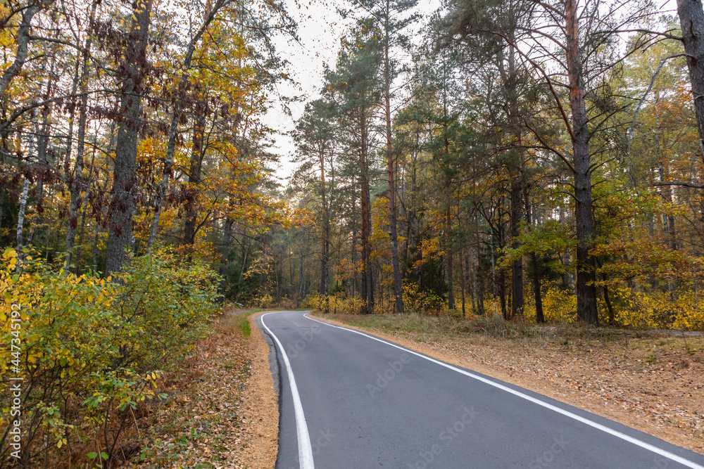narrow curvy road in autumn forest