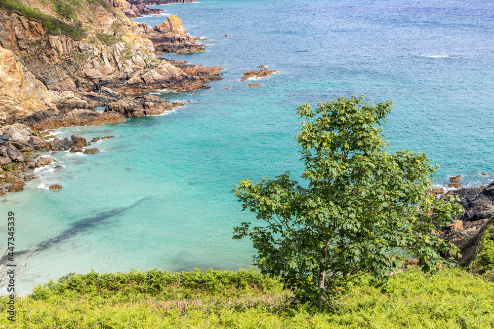 Looking down from the coastal path onto a tree on the cliffs above Petit Bot Bay on the beautiful rugged south coast of Guernsey, Channel Islands UK Looking down from the coastal path onto a tree on the cliffs above Petit Bot Bay on the beautiful rugged south coast of Guernsey, Channel Islands UK
