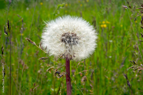 dandelion in the grass