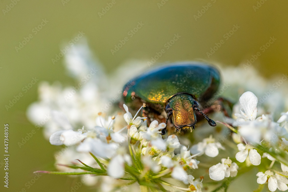 Fototapeta premium Insekten, Holzbienen auf Blumen im Garten