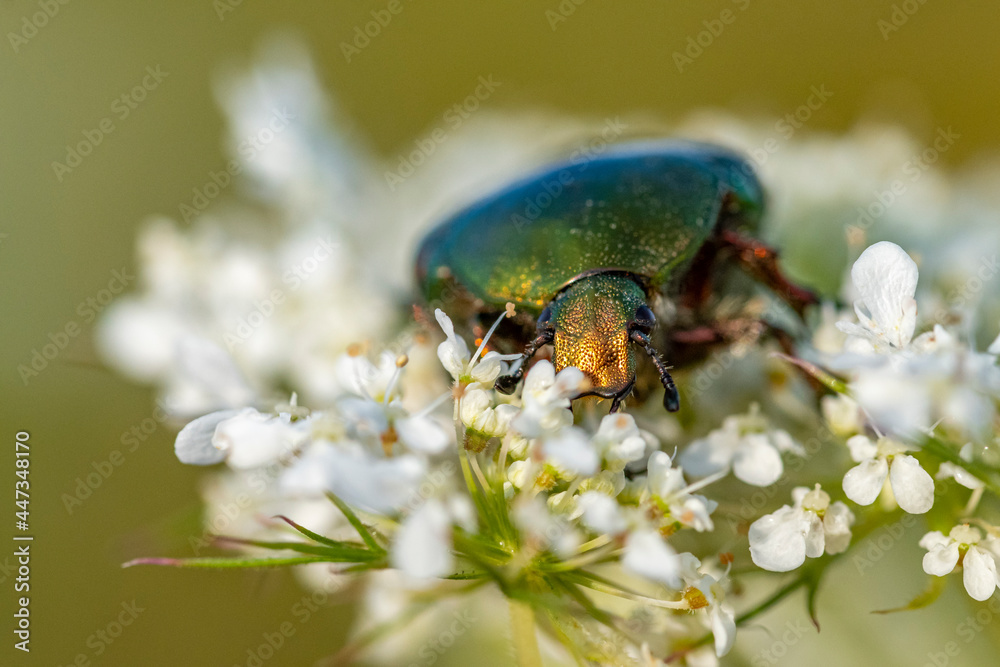 Insekten, Holzbienen auf Blumen im Garten