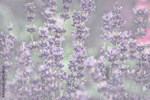 Lavendel im Wind Bokeh