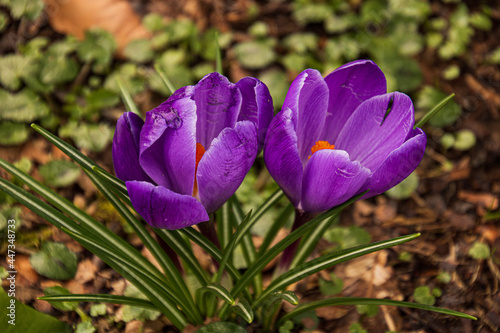 Closeup shot of blooming crocus flowers