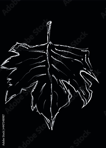 black and white hand drawn sycamore leaf