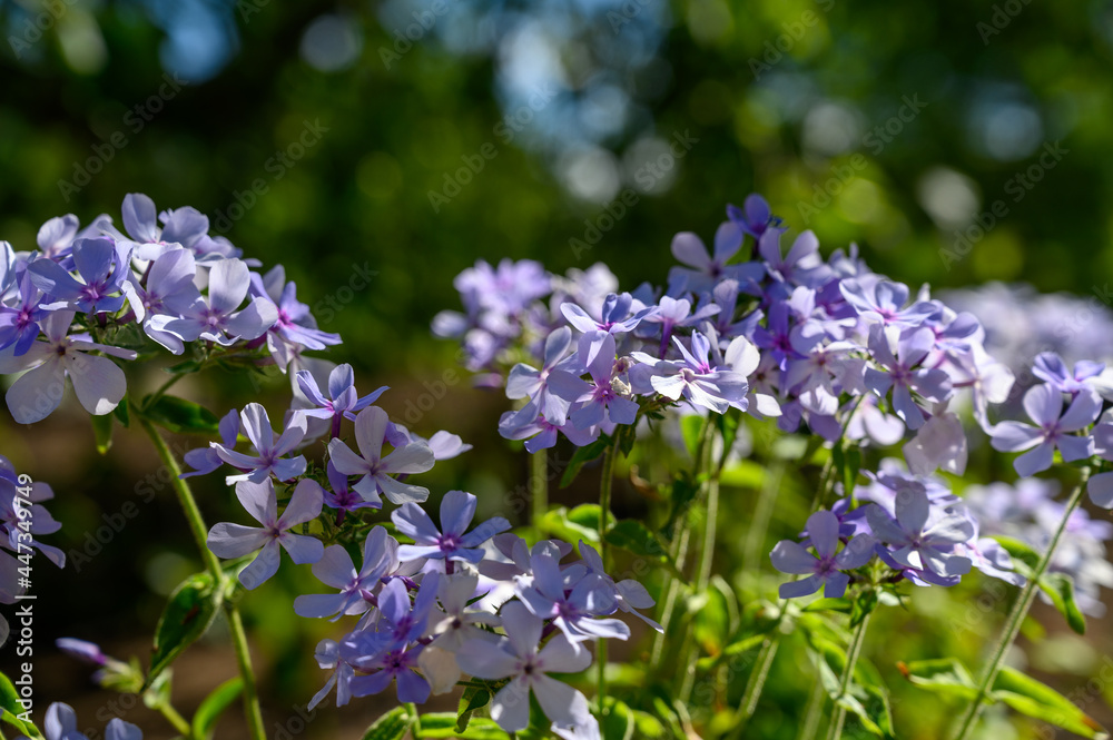 Phlox divaricata subsp. laphamii. Native to Central and Southeastern North America. Small blue flowers. Phlox divaricata subsp. laphamii. Native to Central and Southeastern North America. Small blue flowers.