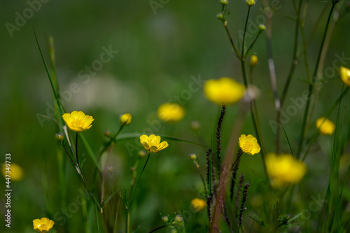 Close up of Ranunculus arvensis,as known as the corn buttercup, with Bright yellow flowering , is a plant species of the genus Ranunculus native to Europe. Yellow small flowers on a green background.