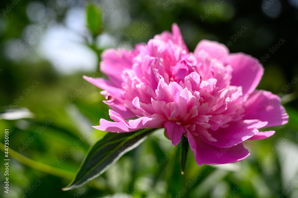 Close up picture of Peony in home garden during summer Close up picture of Peony in home garden during summer
