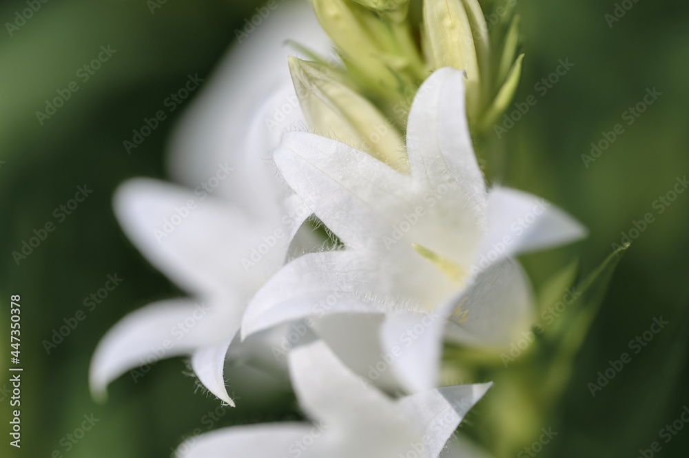 One pure white bell flower, macro, boket background One pure white bell flower, macro, boket background